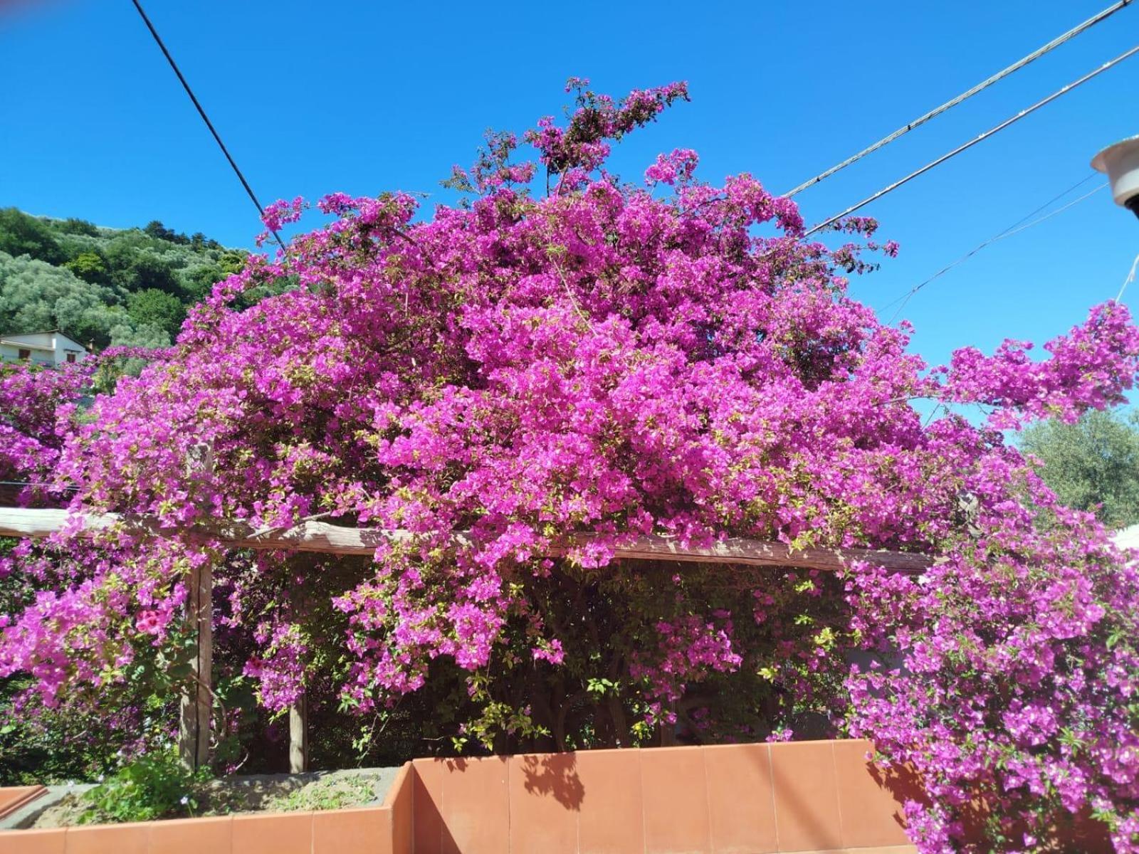 Un Paradiso A Sorrento Con Piscina Massa Lubrense Εξωτερικό φωτογραφία