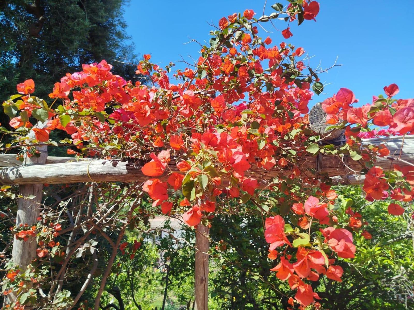 Un Paradiso A Sorrento Con Piscina Massa Lubrense Εξωτερικό φωτογραφία