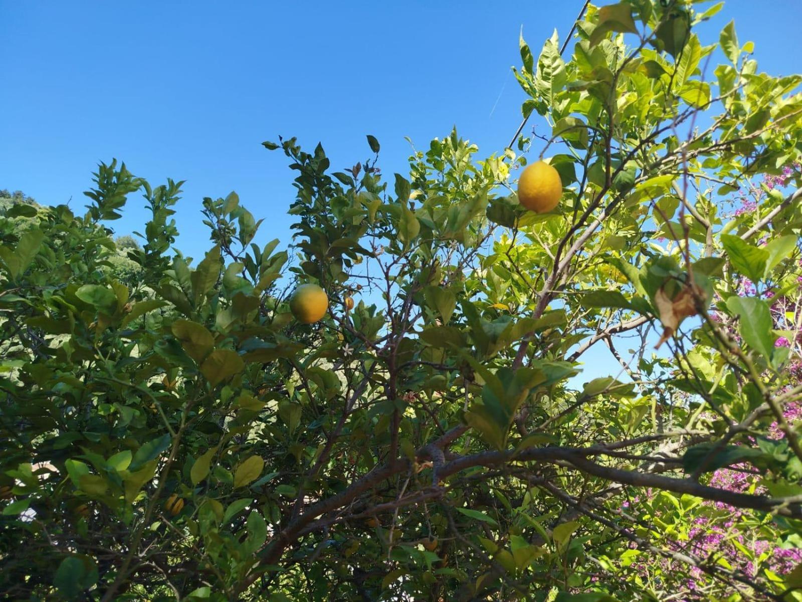 Un Paradiso A Sorrento Con Piscina Massa Lubrense Εξωτερικό φωτογραφία